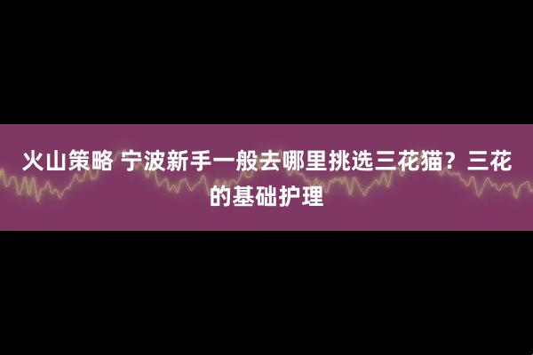 火山策略 宁波新手一般去哪里挑选三花猫？三花的基础护理